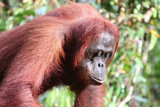 Orangutan Borneo in Tanjung Puting National Park