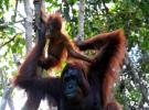 Borneo Orangutan, Borneo Orangutan Tour Package