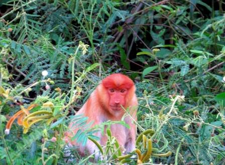 Explore orangutan borneo, Borneo tour packages