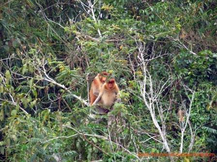 proboscis monkeys, borneo