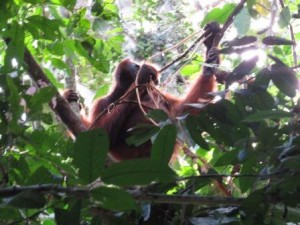 Orangutan Pongo Pygmaeus Wurmbii