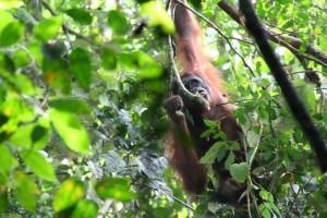 wild orangutan tours