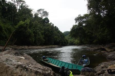 Borneo Jungle River IV