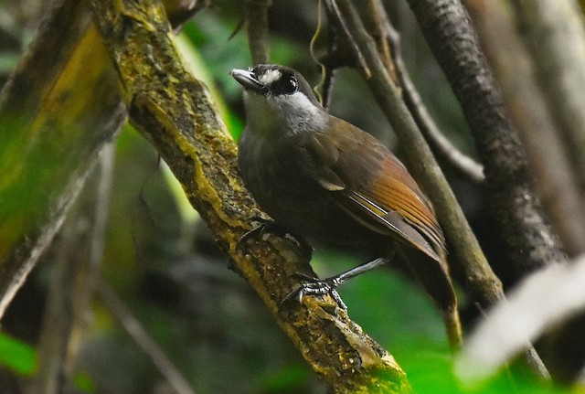 Borneo Long-lost Birdwatching 07 Days